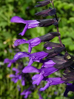 Electric Purple Salvia, Sage, Salvia 'Electric Purple'